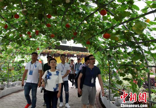 圖為海外媒體記者參觀玉林“五彩田園”現(xiàn)代特色農(nóng)業(yè)示范區(qū)?！钪拘?攝