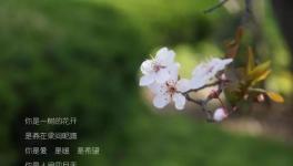 人間四月天，水泥廠里眾位“仙子”在等著與你浪漫邂逅