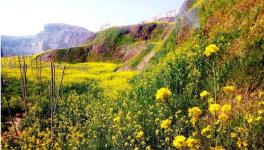 綠色礦山生態(tài)修復(fù) 水泥企業(yè)礦區(qū)迎來(lái)春天