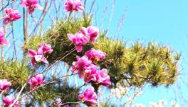 復(fù)工復(fù)產(chǎn)進(jìn)行時(shí)：詩(shī)韻畫卷里的洛陽(yáng)中聯(lián)！