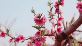 人間四月芳菲盡，桃花朵朵映中聯(lián)！