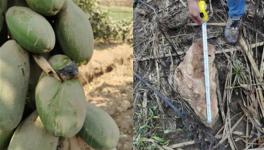 安全距離是與非！華新水泥爆破飛石遭質(zhì)疑！